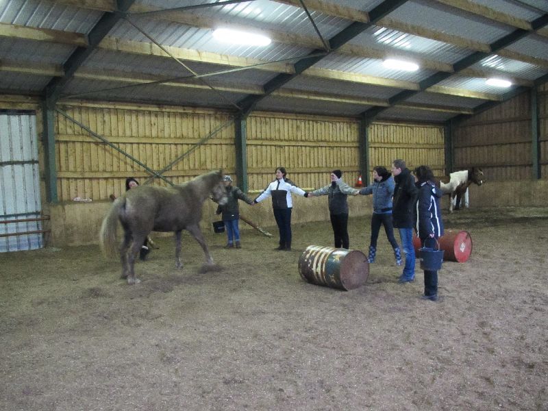 teambuilding met paarden