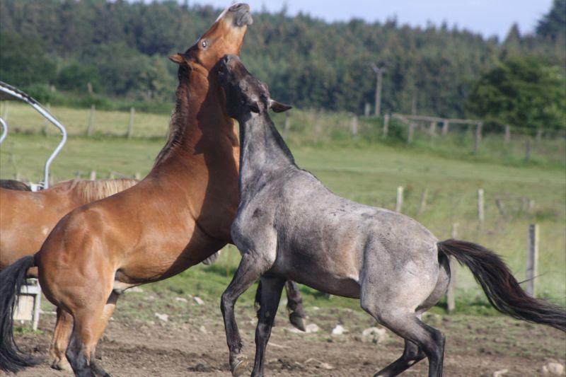 paard Vielsalm